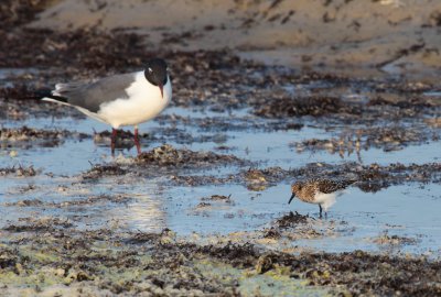 Laughing Gull and Sanderling