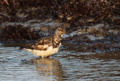 Sanderling