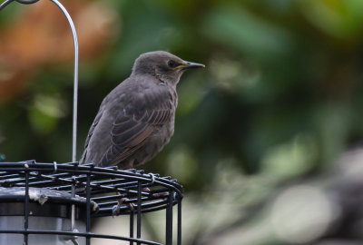 European Starling fledgling