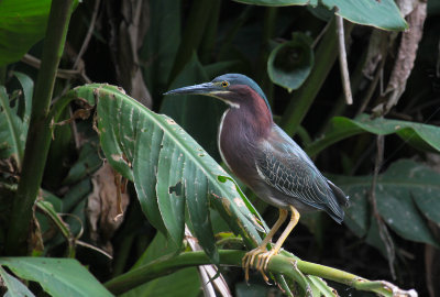 Green Heron