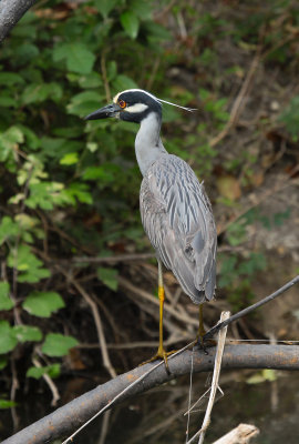 Yellow-crowned Night Heron