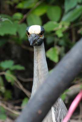 Yellow-crowned Night Heron