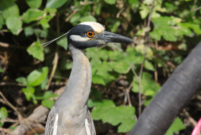 Yellow-crowned Night Heron