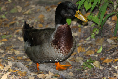 Mallard