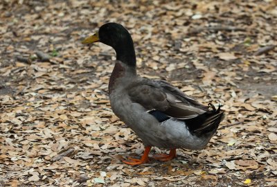 Mallard