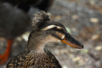 Female Mallard