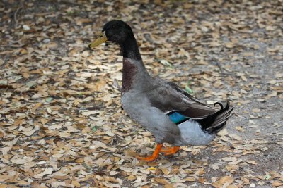 Mallard