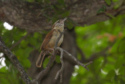 Carolina Wren