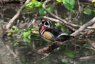 Wood Duck
