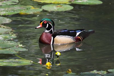 Wood Duck