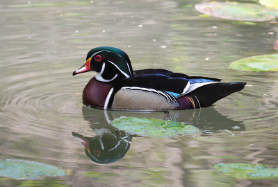 Wood Duck