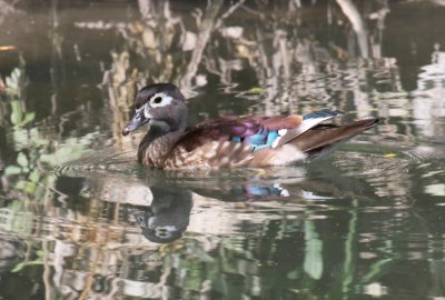 Wood Duck (female)