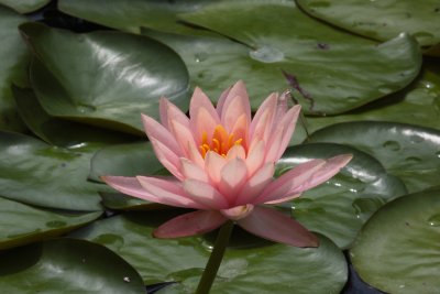 Water Lily with Damselfly