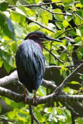 Green Heron