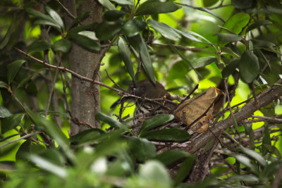 Long-billed Thrasher Nest