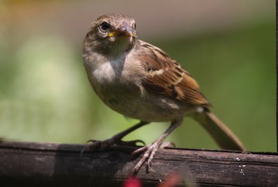 House Sparrow (female)
