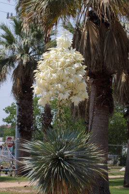 Yucca