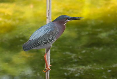 Green Heron