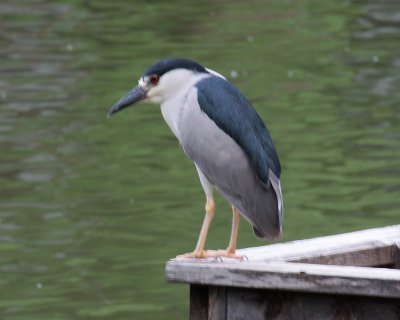Black-Crowned Night Heron