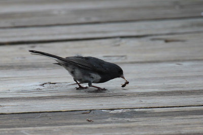 Dark-eyed Junco
