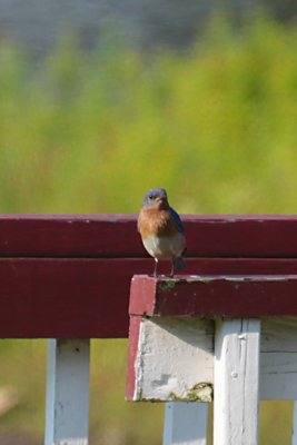 Eastern Bluebird