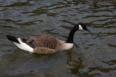 Canada Goose