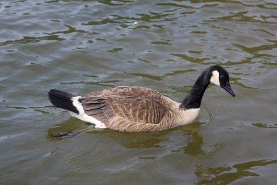 Canada Goose