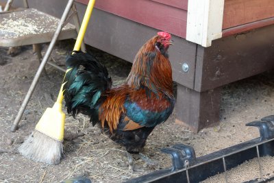 Sweeping, a job most fowl