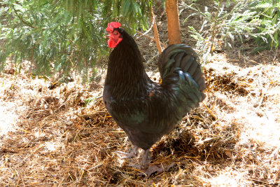 I am a chicken, not a crow, although I do crow....