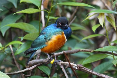 Superb Starling