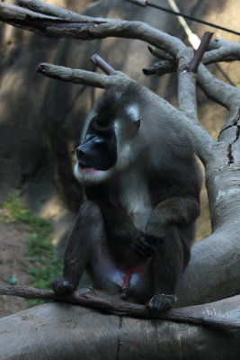 Drill Monkey