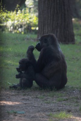 Gorilla with baby