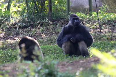 Gorillas
