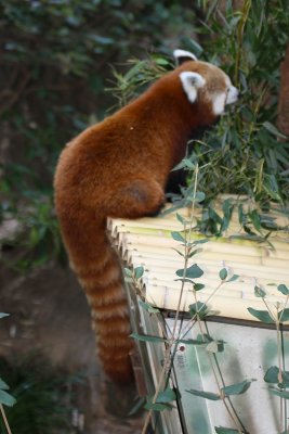 Red Panda