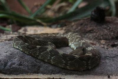 Snake