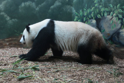 Giant Panda