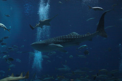 Whale shark