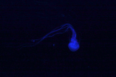 Jellyfish