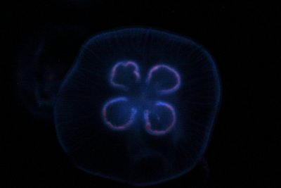 Jellyfish glow