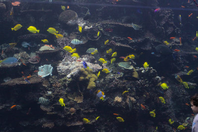 Alex visualizing his aquarium at home