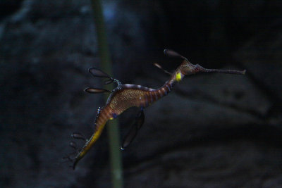 Sea Dragon