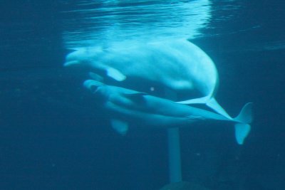 Hey mom, look at me do the sidestroke