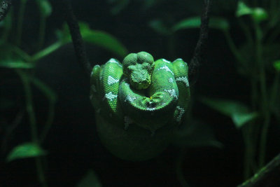 I'm just a ball, you do not see a snake
