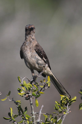 Scruffy Mockingbird