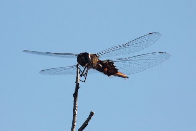 Black Saddlebags Dragonfly