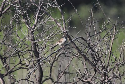 Lark Sparrow