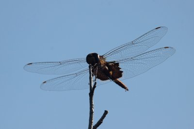 Black Saddlebags Dragonfly