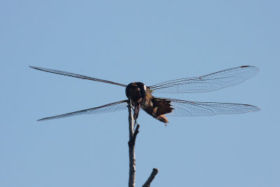 Black Saddlebags Dragonfly