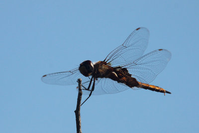 Black Saddlebags Dragonfly