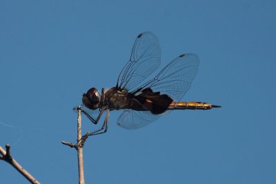 Black Saddlebags Dragonfly
